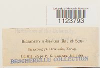 Dicranum drummondii image