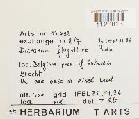 Dicranum flagellare image