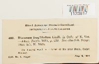 Dicranum fragilifolium image