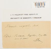 Dicranum fuscescens var. fuscescens image