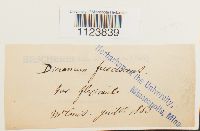 Dicranum fuscescens var. flexicaule image