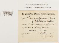 Dicranum fuscescens var. fuscescens image