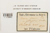 Dicranum fuscescens var. fuscescens image