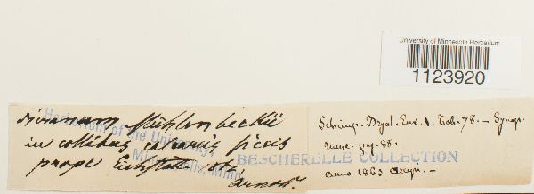 Dicranum muehlenbeckii image