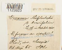 Dicranum muehlenbeckii image