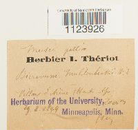 Dicranum muehlenbeckii image