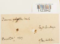 Dicranum polysetum image