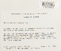 Dicranum polysetum image