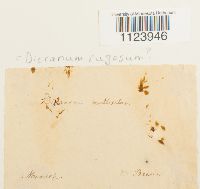 Dicranum polysetum image