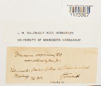 Dicranum scoparium var. orthophyllum image