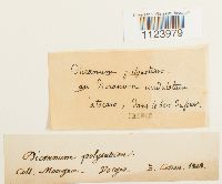 Dicranum polysetum image