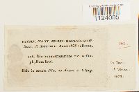 Dicranum scoparium var. orthophyllum image