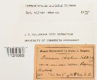 Dicranum tauricum image