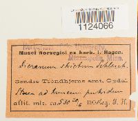 Dicranum tauricum image