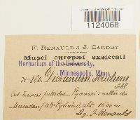 Dicranum tauricum image