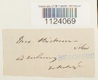 Dicranum tauricum image