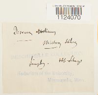 Dicranum tauricum image