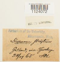 Dicranum tauricum image