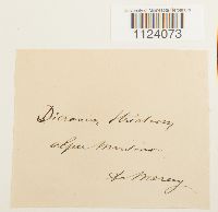 Dicranum tauricum image