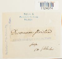 Dicranum tauricum image