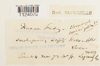 Dicranum tauricum image