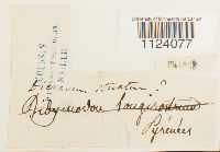 Dicranum tauricum image