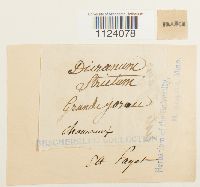 Dicranum tauricum image