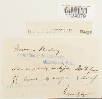 Dicranum tauricum image