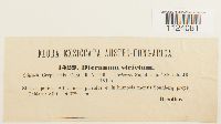 Dicranum tauricum image