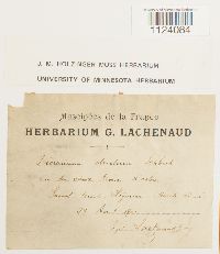 Dicranum tauricum image