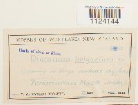 Dicranum polysetum image