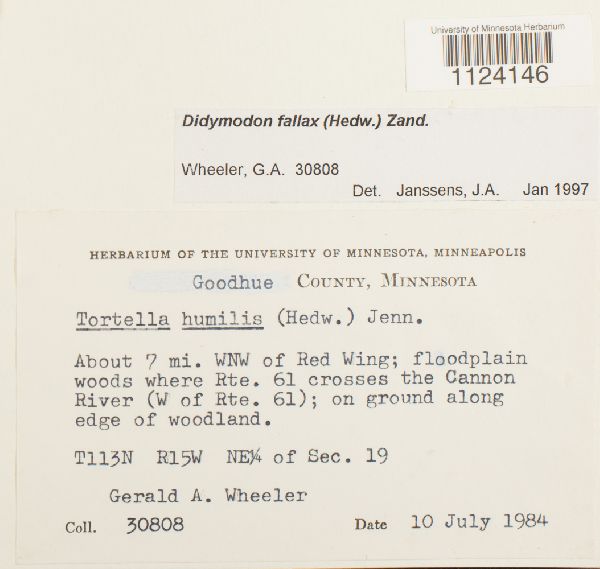 Didymodon fallax image