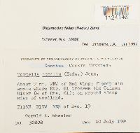 Media resource of Didymodon fallax