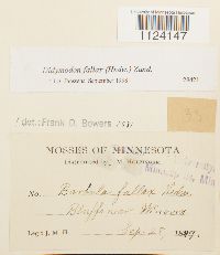 Didymodon fallax image