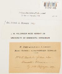 Didymodon fallax image