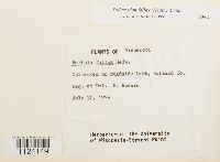 Didymodon fallax image