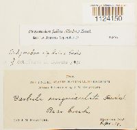 Didymodon fallax image