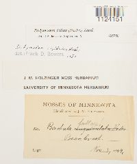 Didymodon fallax image