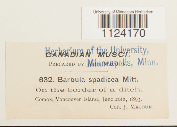 Didymodon spadiceus image