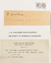 Ditrichum pusillum image