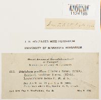 Ditrichum pusillum image