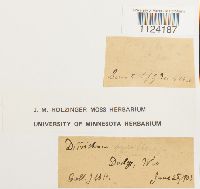 Ditrichum pusillum image