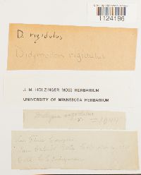 Didymodon rigidulus image
