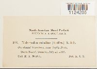 Bryoerythrophyllum recurvirostre image