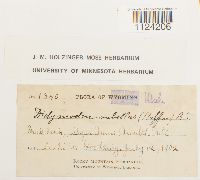 Bryoerythrophyllum recurvirostre image