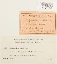 Didymodon asperifolius image