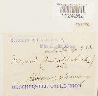 Philonotis fontana image