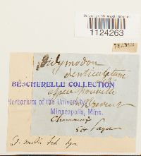 Philonotis fontana image