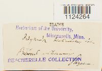 Philonotis fontana image