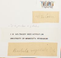 Didymodon rigidulus image